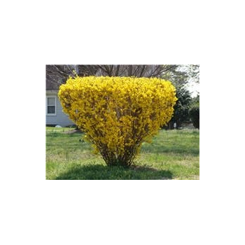 FORSYCJA żółte słońce w ogrodzie - sadzonki 70 / 100 cm